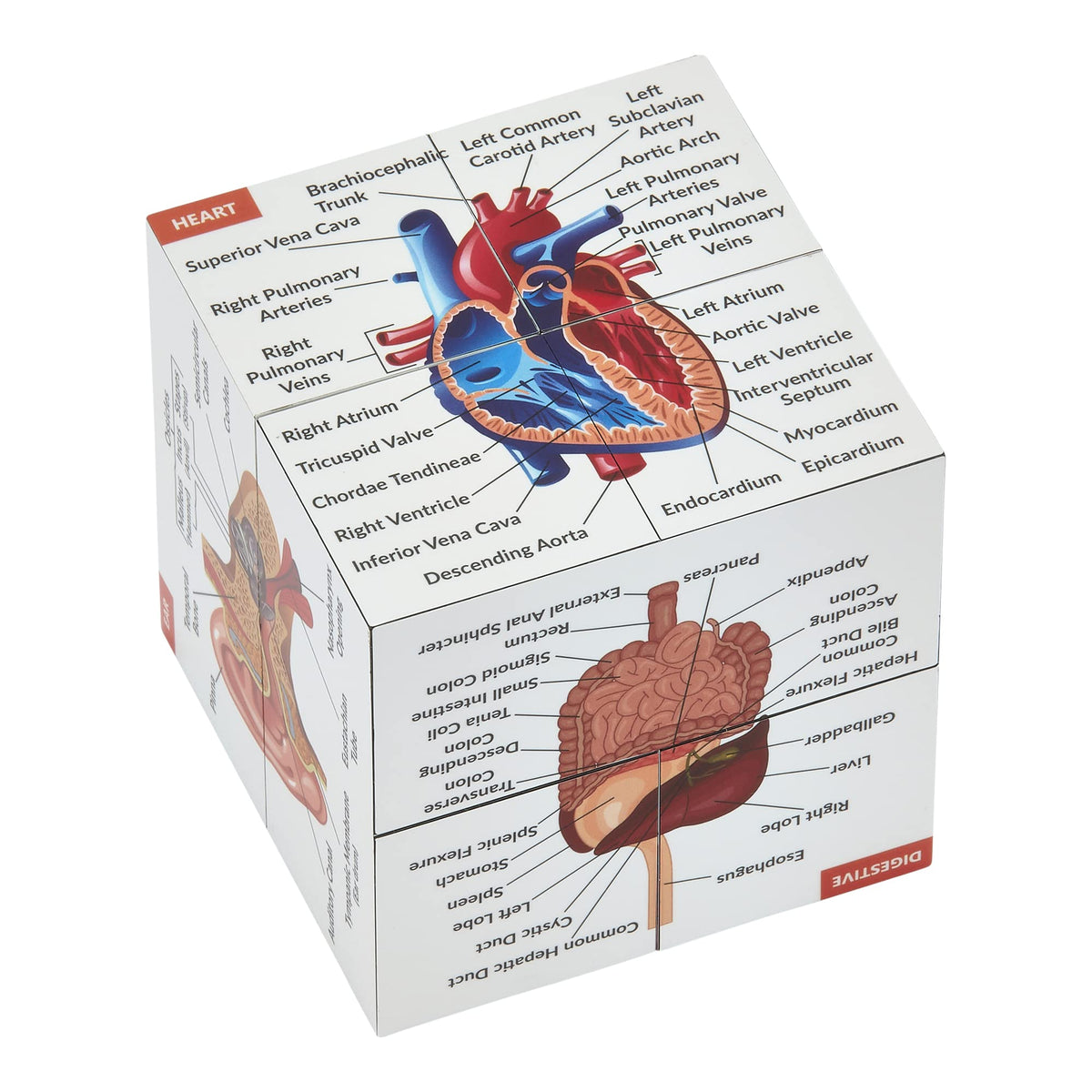 Kits of Medicine Human Anatomy Study Cube – 9-Part Revision Model | Gift for Medical Students