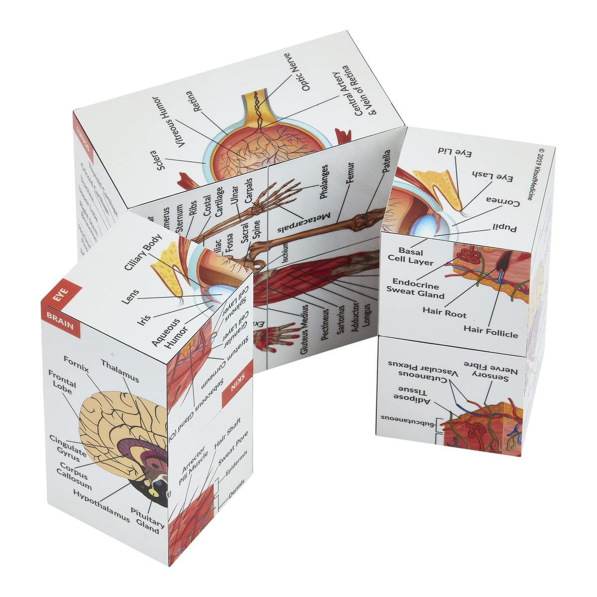 Kits of Medicine Human Anatomy Study Cube – 9-Part Revision Model | Gift for Medical Students