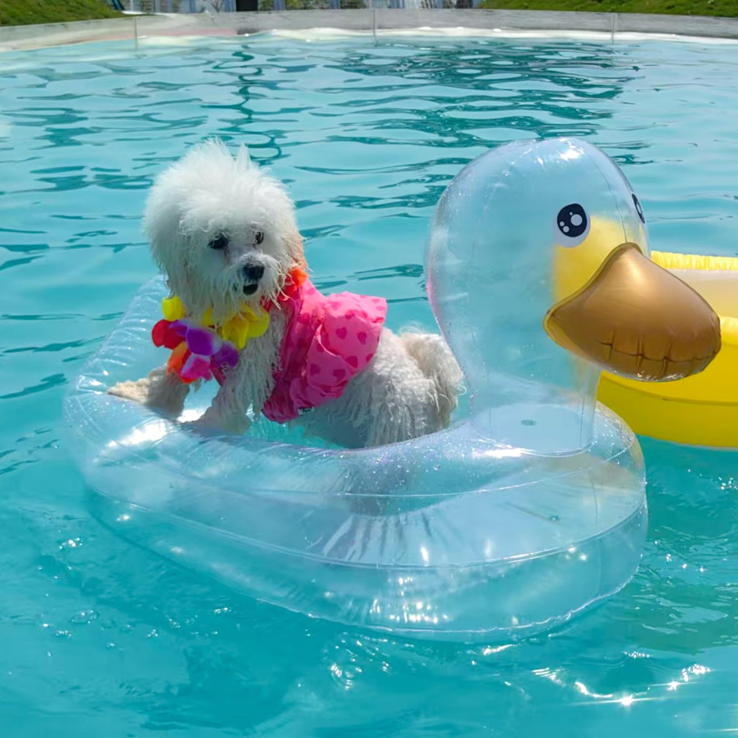 KUCDBUN 6-in-1 Dog Pool Float for Small Dogs | Inflatable Pet Raft