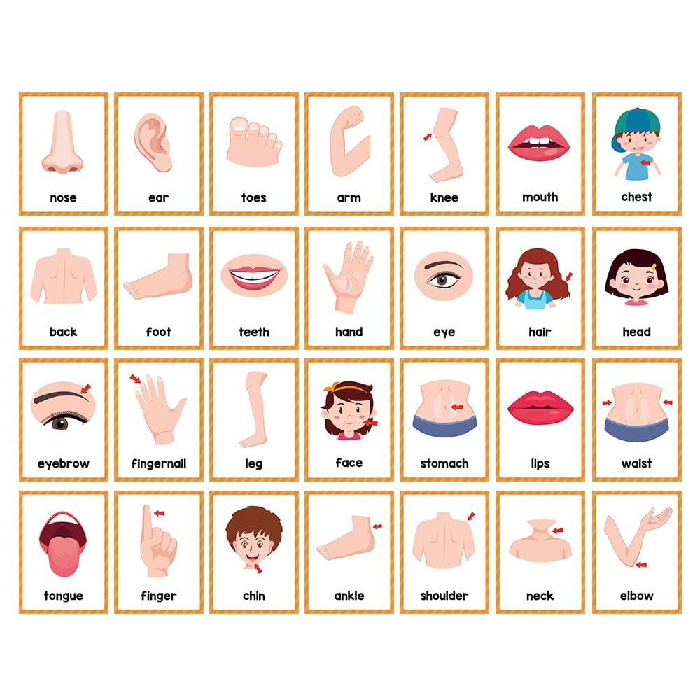 Lachilly Body Parts Learning Flashcards – 28 Words, 15 Double-Sided Cards for Kindergarten–1st Grade