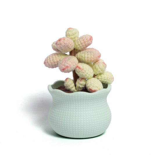 Tranquil Succulent Garden Collection