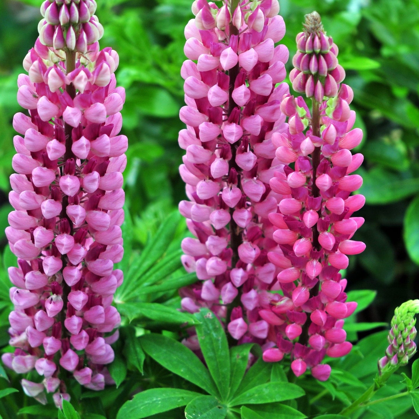 Lupin Gallery Rose 9cm/2L