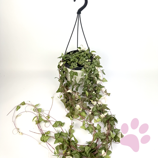 Ceropegia Linearis Luuk 14cm Houseplant
