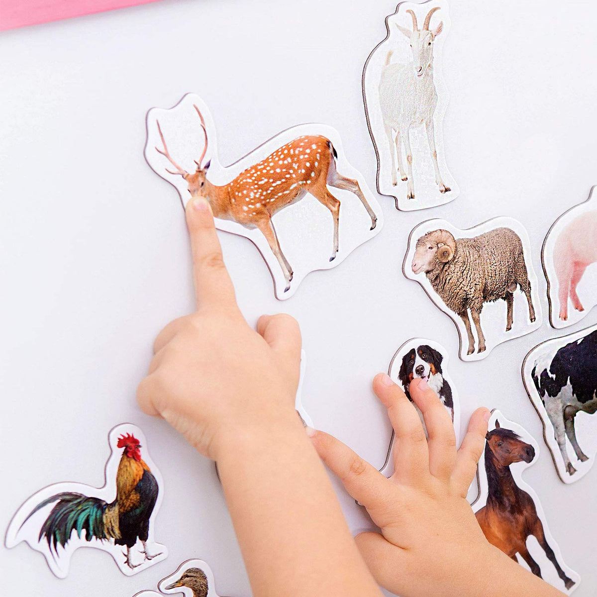 Magdum Fridge Magnets for Toddlers – 16 Farm Animals Learning Set