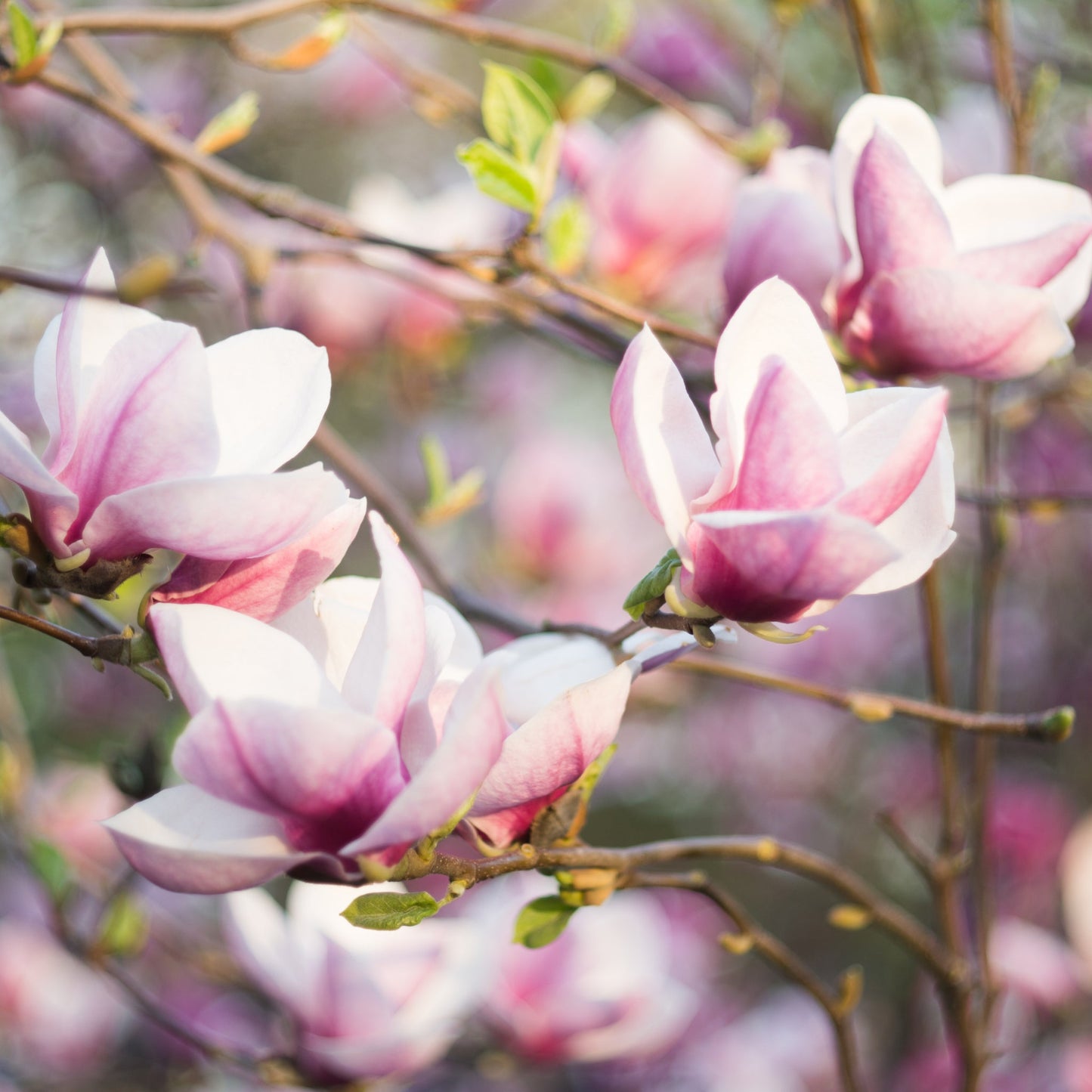 Magnolia denudata 'Fragrant Cloud' 4L