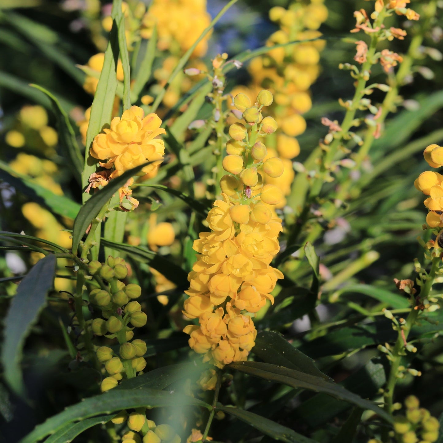 Mahonia 'Soft Caress' 2L