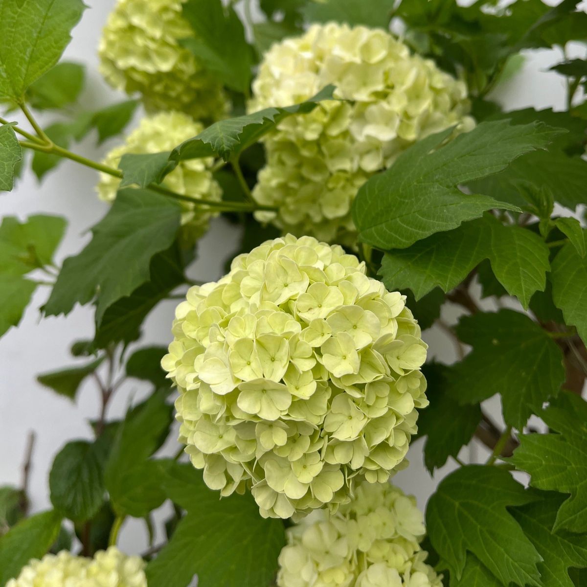 Viburnum opulus 'Roseum' (Snowball) 9cm / 2L