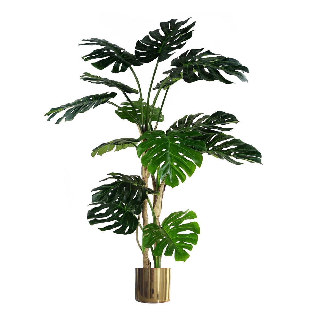 150cm (5ft) Luxury Monstera Plant Black Pot Gold Metal Planter