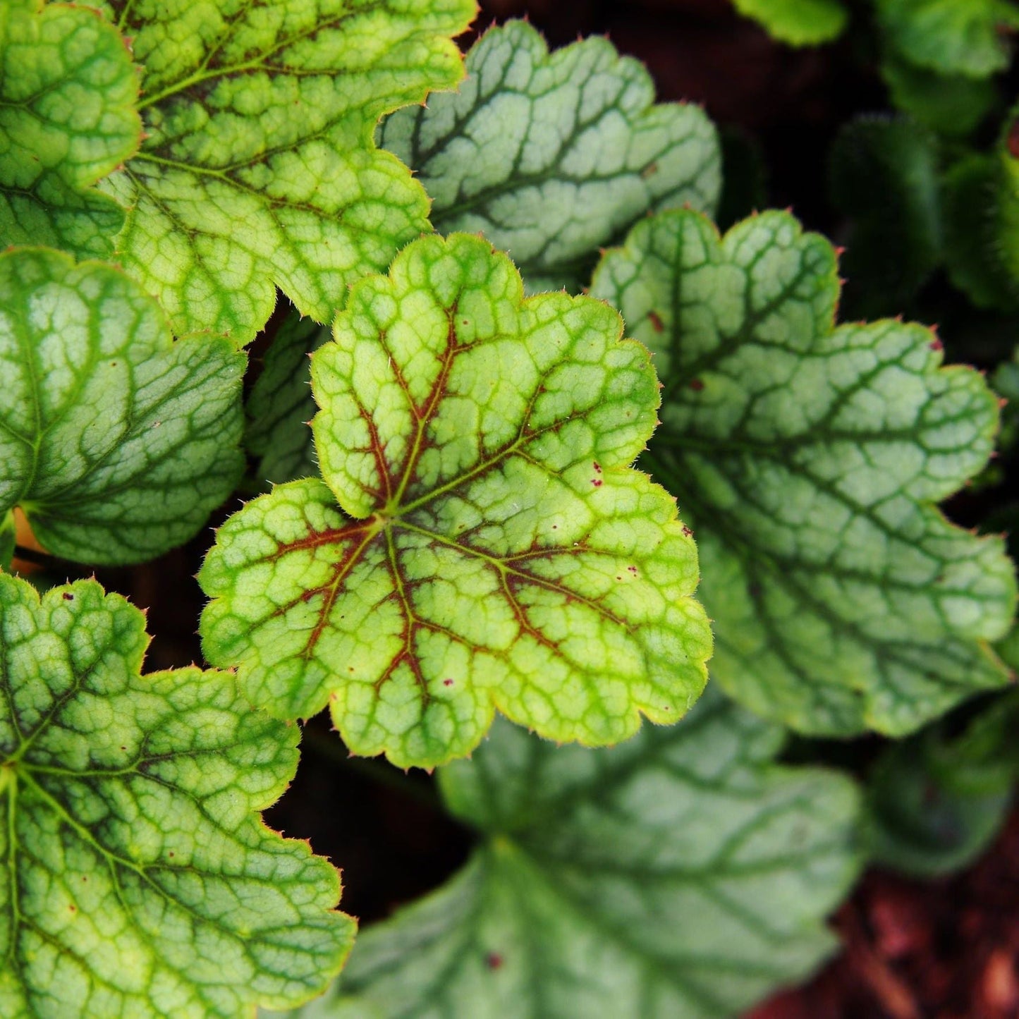 Heuchera 'American Marble' 9cm