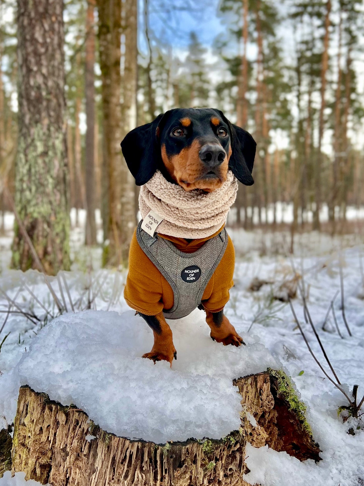 Dog Hoodie - Purple