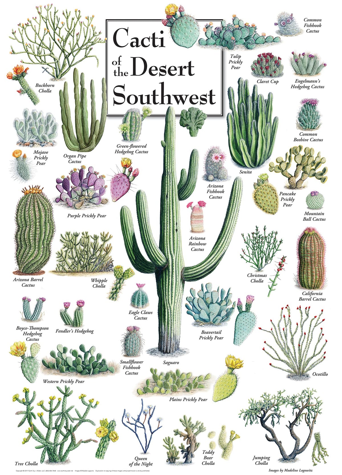MasterPieces 1000 Piece Jigsaw Puzzle - Cacti of the Desert Southwest (19.25 x 26.75) | Linen Finish, Random Cut, Eco-Friendly