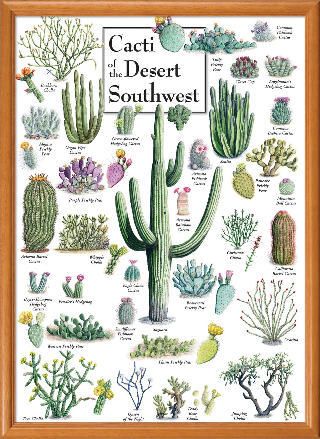 MasterPieces 1000 Piece Jigsaw Puzzle - Cacti of the Desert Southwest (19.25 x 26.75) | Linen Finish, Random Cut, Eco-Friendly