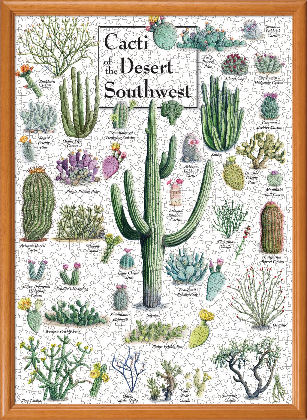 MasterPieces 1000 Piece Jigsaw Puzzle - Cacti of the Desert Southwest (19.25 x 26.75) | Linen Finish, Random Cut, Eco-Friendly
