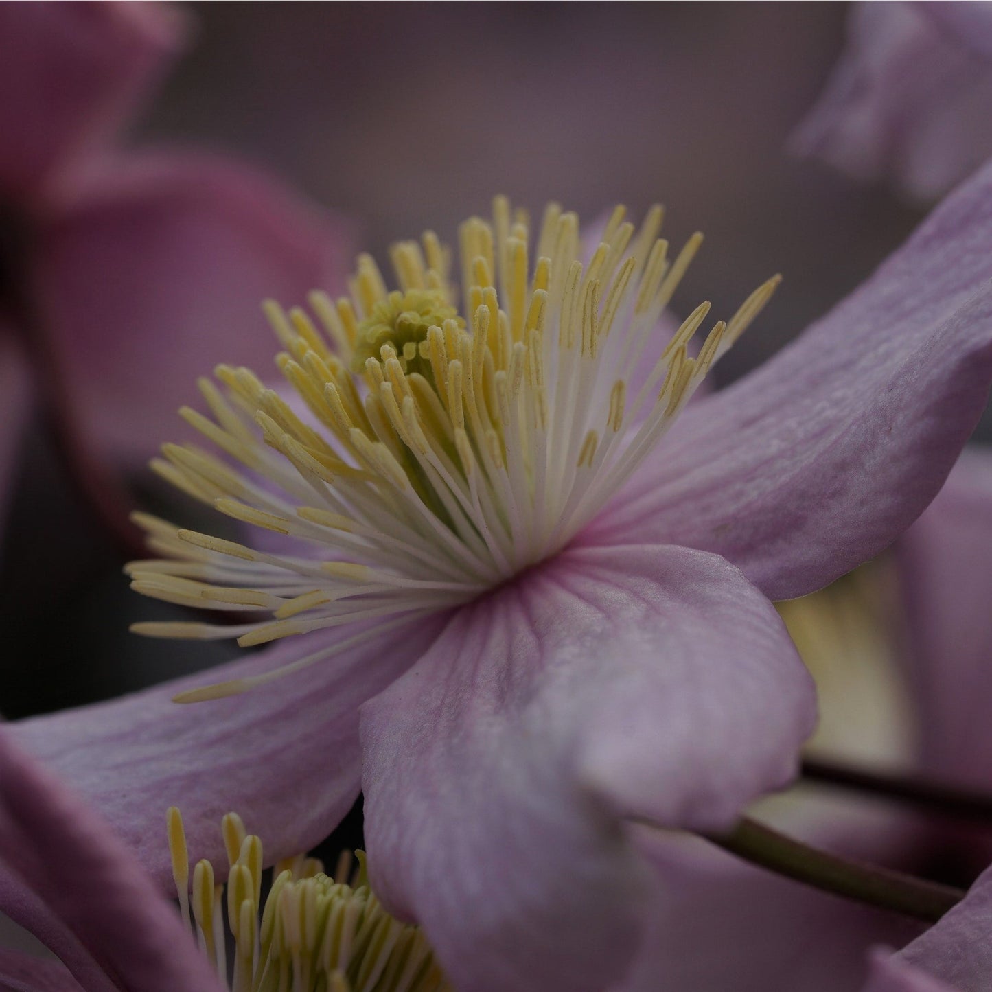 Clematis montana 'Mayleen' 1.7-1.8m