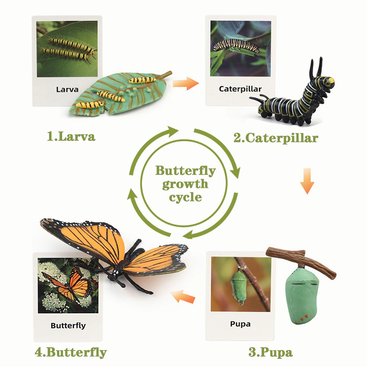 Mbrain Life Cycle Learning & Education Toys | Montessori Insect & Plant Kit for 3+