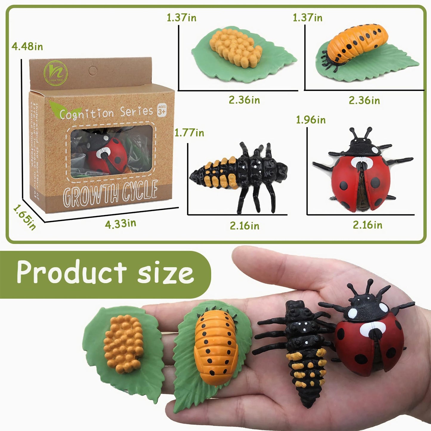 Mbrain Life Cycle Learning & Education Toys | Montessori Insect & Plant Kit for 3+