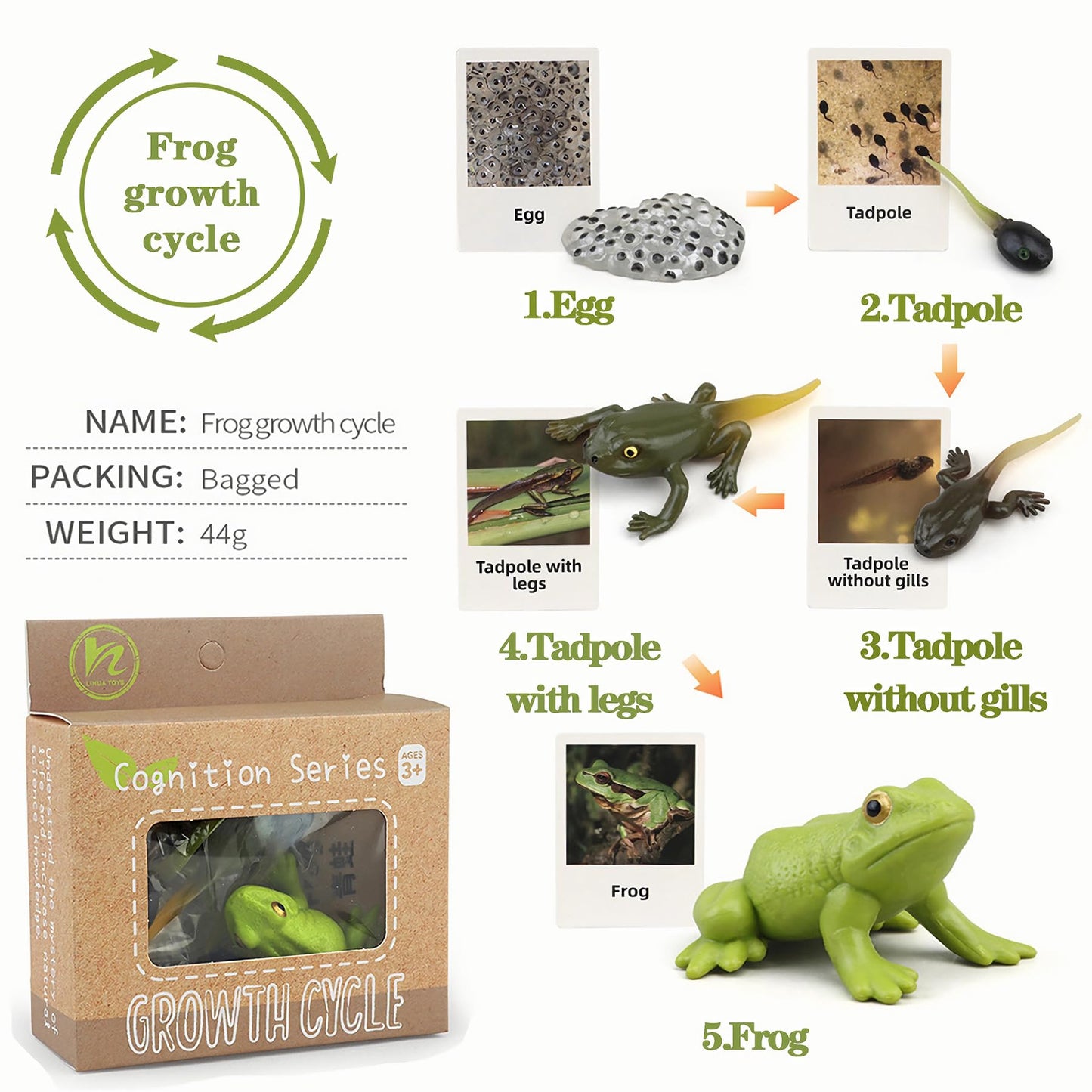 Mbrain Life Cycle Learning & Education Toys | Montessori Insect & Plant Kit for 3+