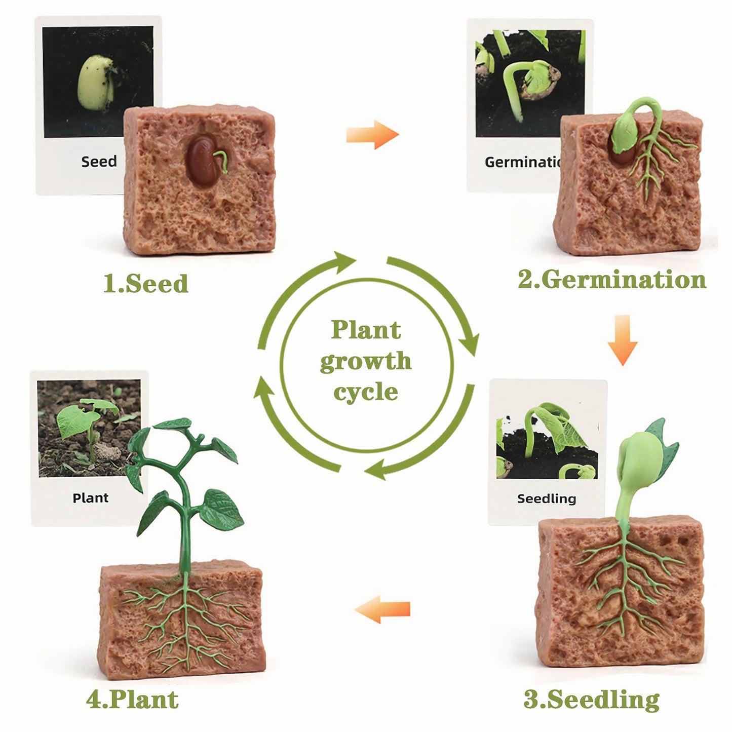 Mbrain Life Cycle Learning & Education Toys | Montessori Insect & Plant Kit for 3+