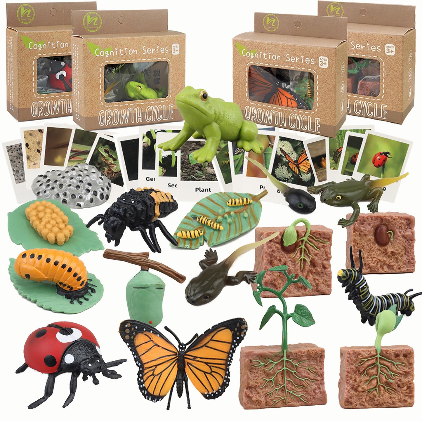 Mbrain Life Cycle Learning & Education Toys | Montessori Insect & Plant Kit for 3+