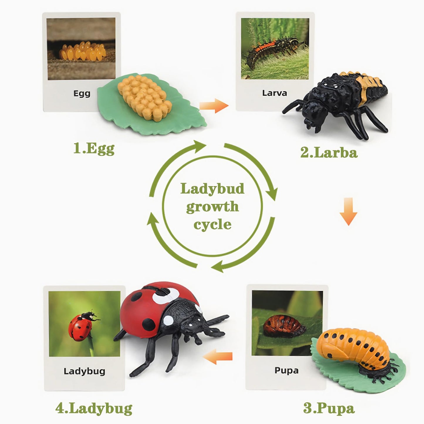 Mbrain Life Cycle Learning & Education Toys | Montessori Insect & Plant Kit for 3+
