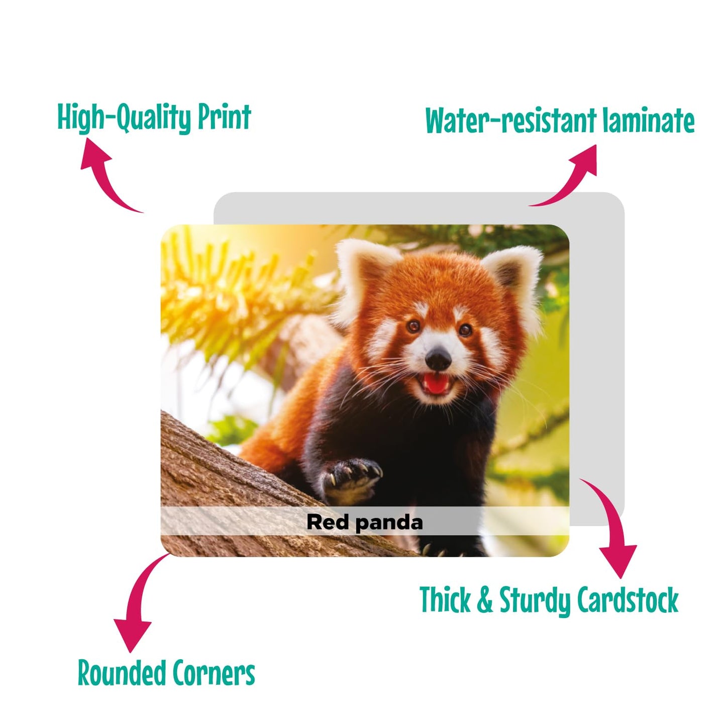 Menique Wild Animals Memory Matching Game – 80 Cards, Real Photos, Educational Booklet