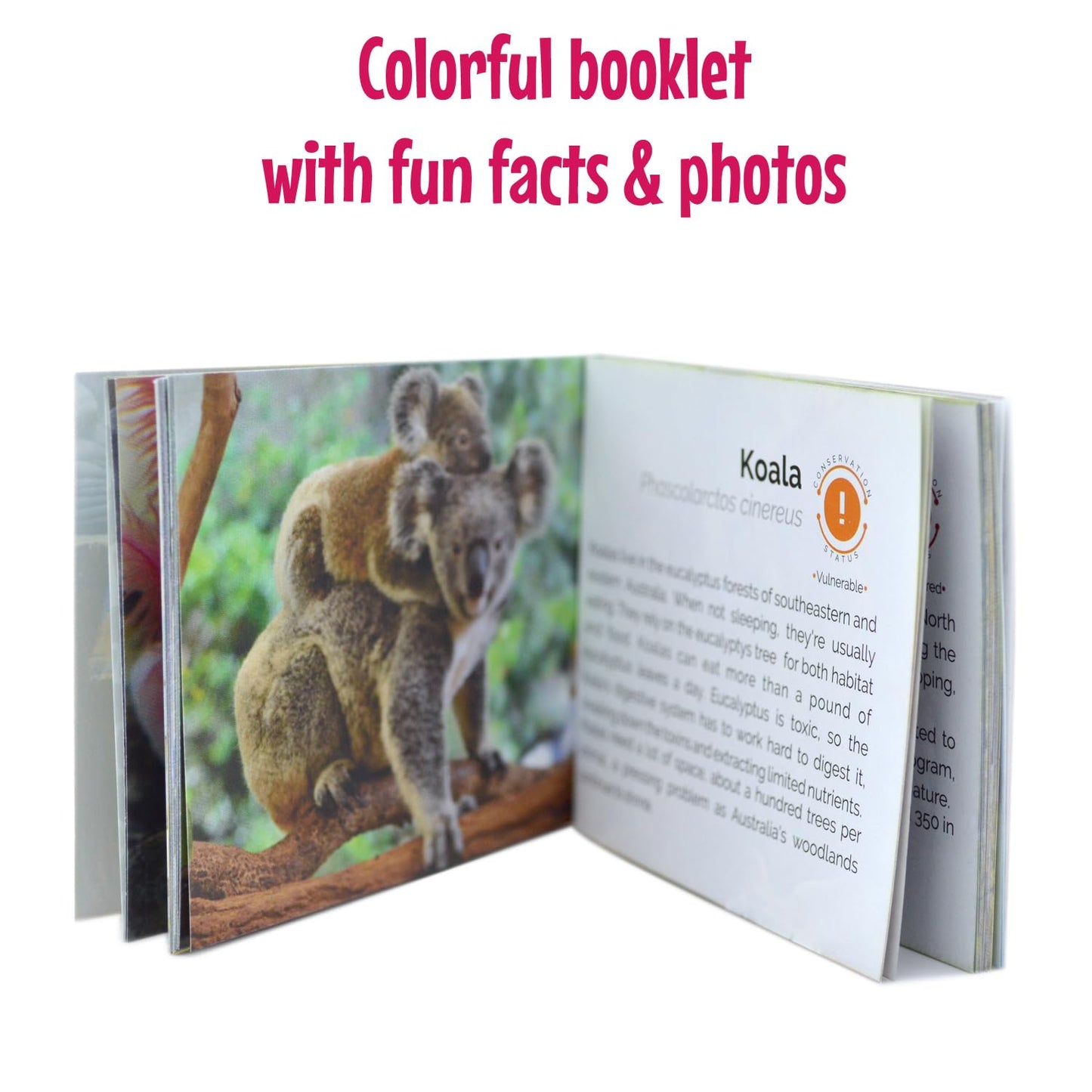 Menique Wild Animals Memory Matching Game – 80 Cards, Real Photos, Educational Booklet