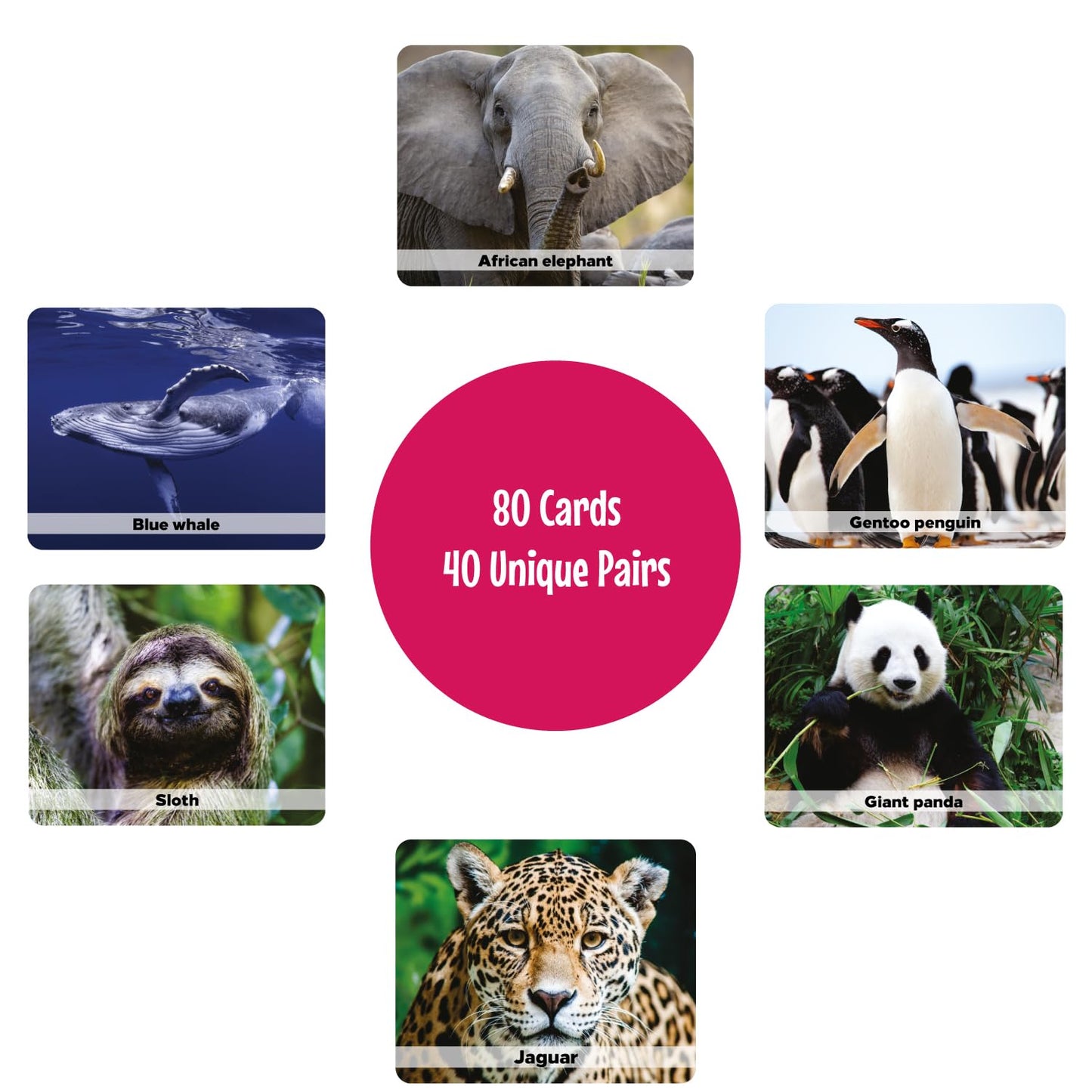 Menique Wild Animals Memory Matching Game – 80 Cards, Real Photos, Educational Booklet