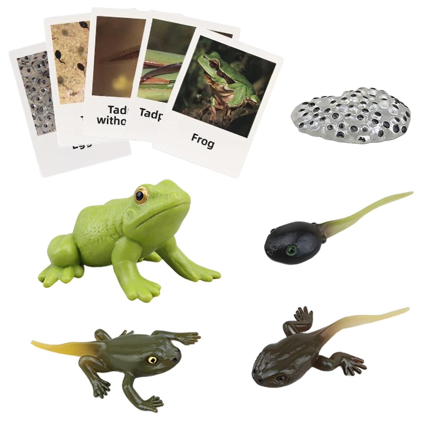 MIKNEKE Frog Life Cycle with Flash Cards – Montessori Animal Matching Toy for Kids