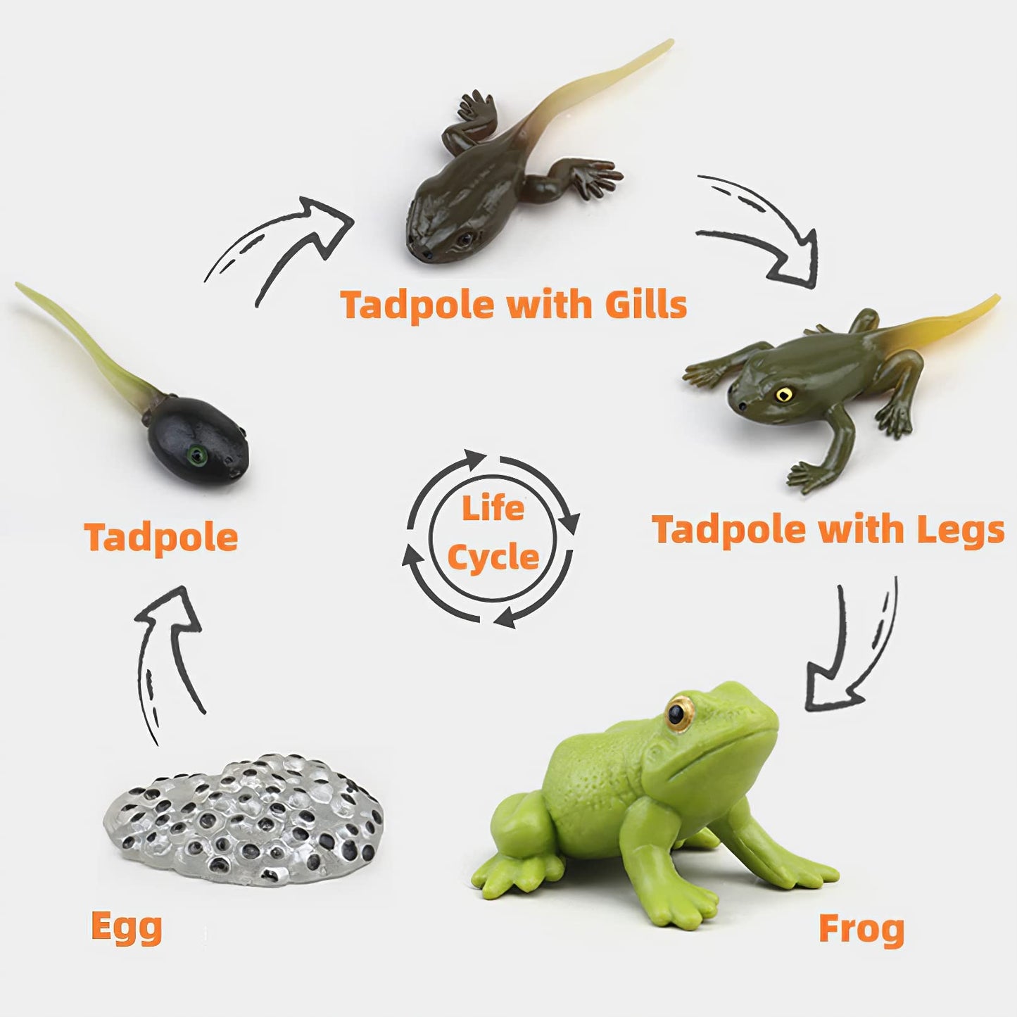 MIKNEKE Frog Life Cycle with Flash Cards – Montessori Animal Matching Toy for Kids