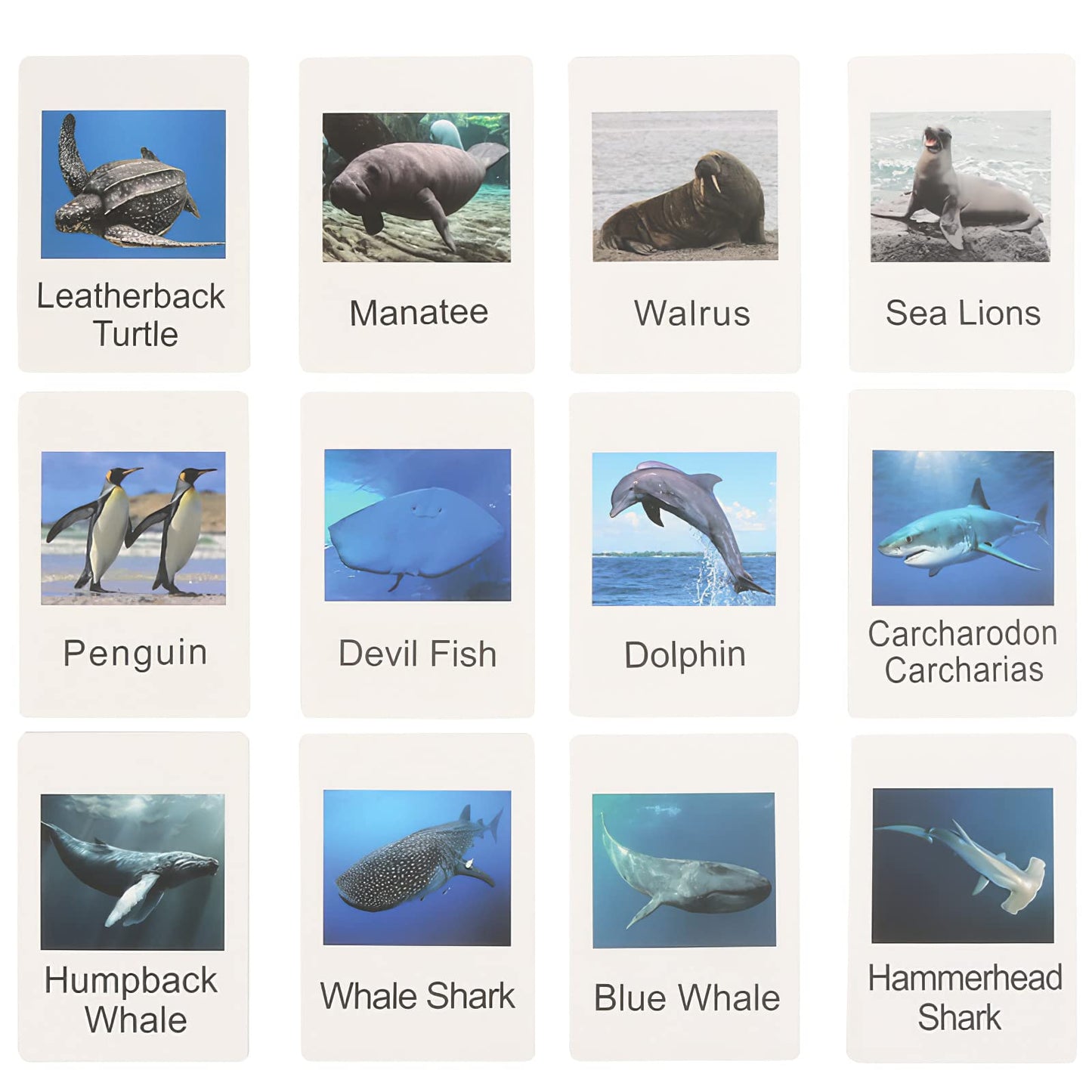 MIKNEKE Montessori Sea Animal Figures with Flash Cards | Educational Marine Toys for Preschool