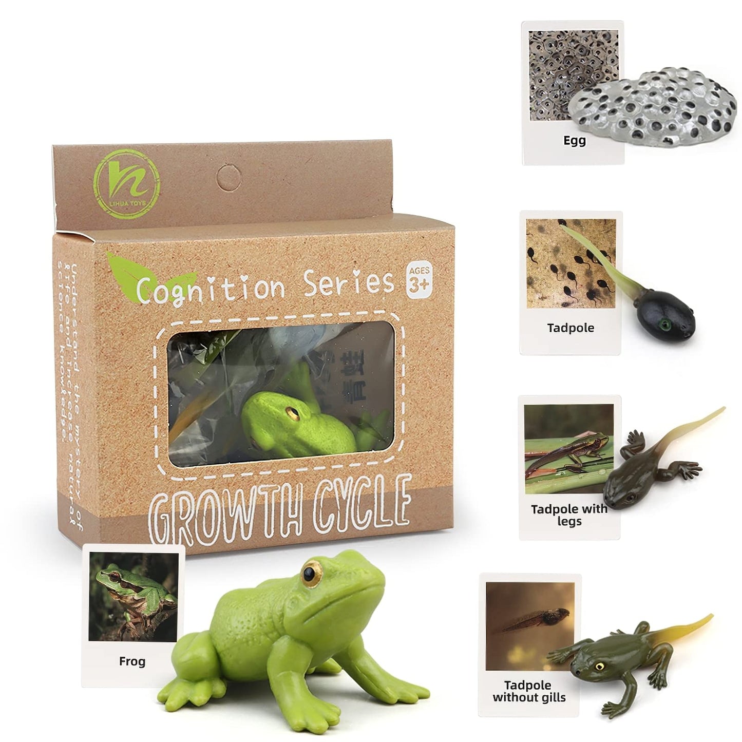 MIKNEKE Frog Life Cycle with Flash Cards – Montessori Animal Matching Toy for Kids