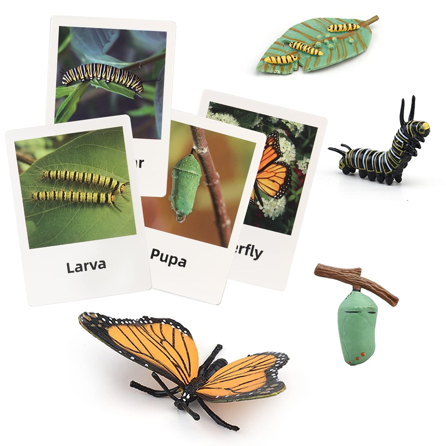 MIKNEKE Montessori Life Cycle Figures with Flash Cards – Butterfly Kit for Kids | Realistic Insect Toys