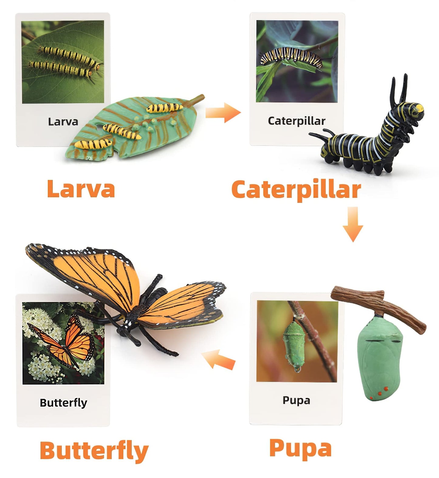 MIKNEKE Montessori Life Cycle Figures with Flash Cards – Butterfly Kit for Kids | Realistic Insect Toys