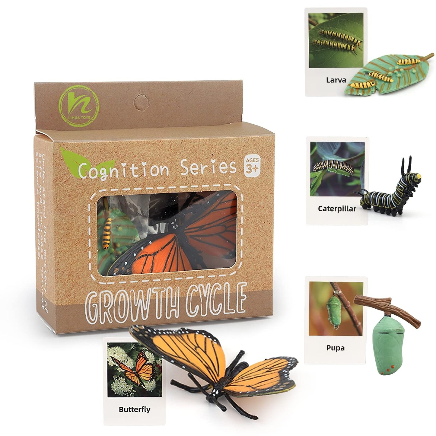 MIKNEKE Montessori Life Cycle Figures with Flash Cards – Butterfly Kit for Kids | Realistic Insect Toys