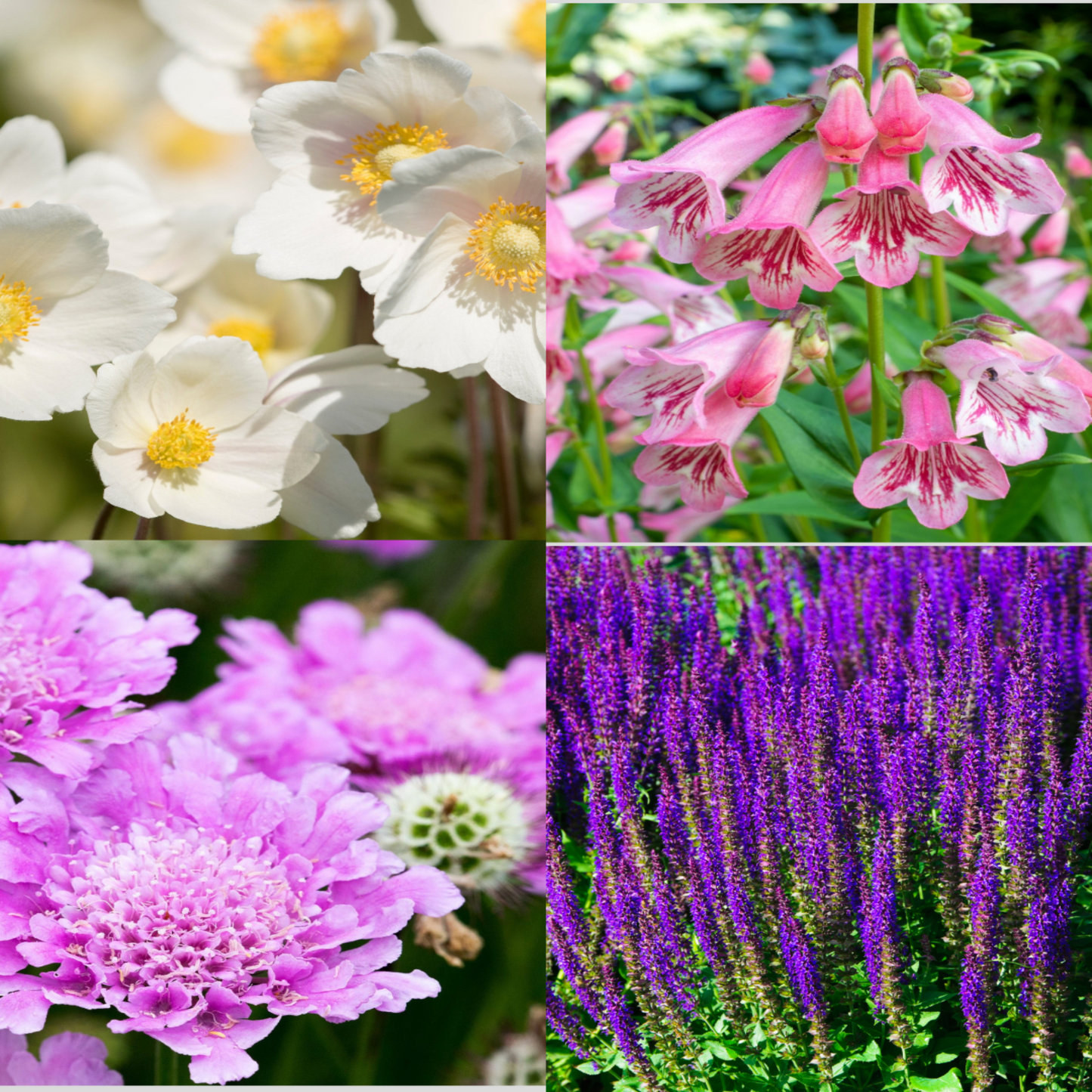 4 x Mixed Perennials Pink, White & Purple | 9cm Pots