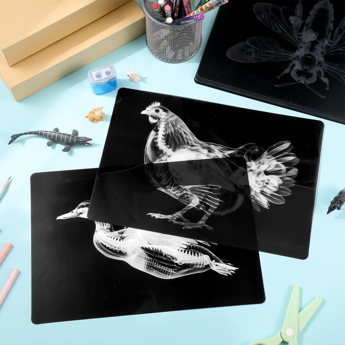 Motiskyy 12 Pcs Animal X-Ray Flash Cards for Farm Animals | Educational Science Kit