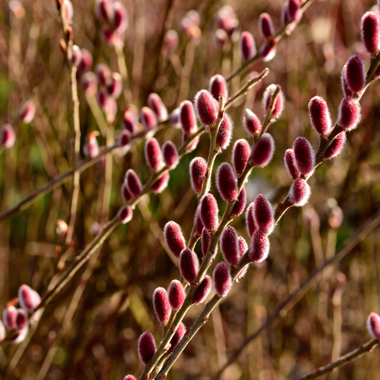 Standard Salix gracilistyla 'Mount Aso'  - Pink Pussy Willow (1m)