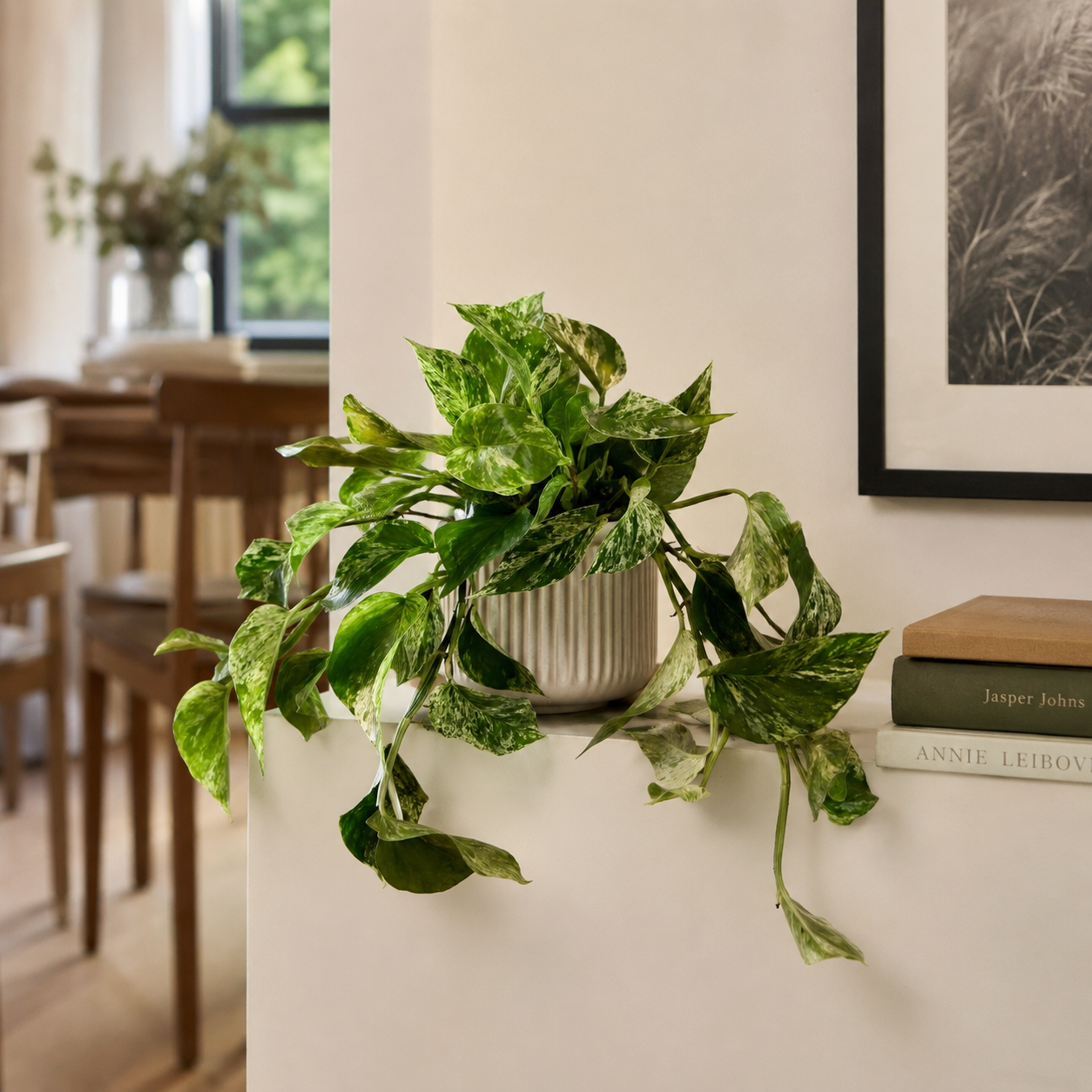 15cm Hanging Marble Queen Pothos