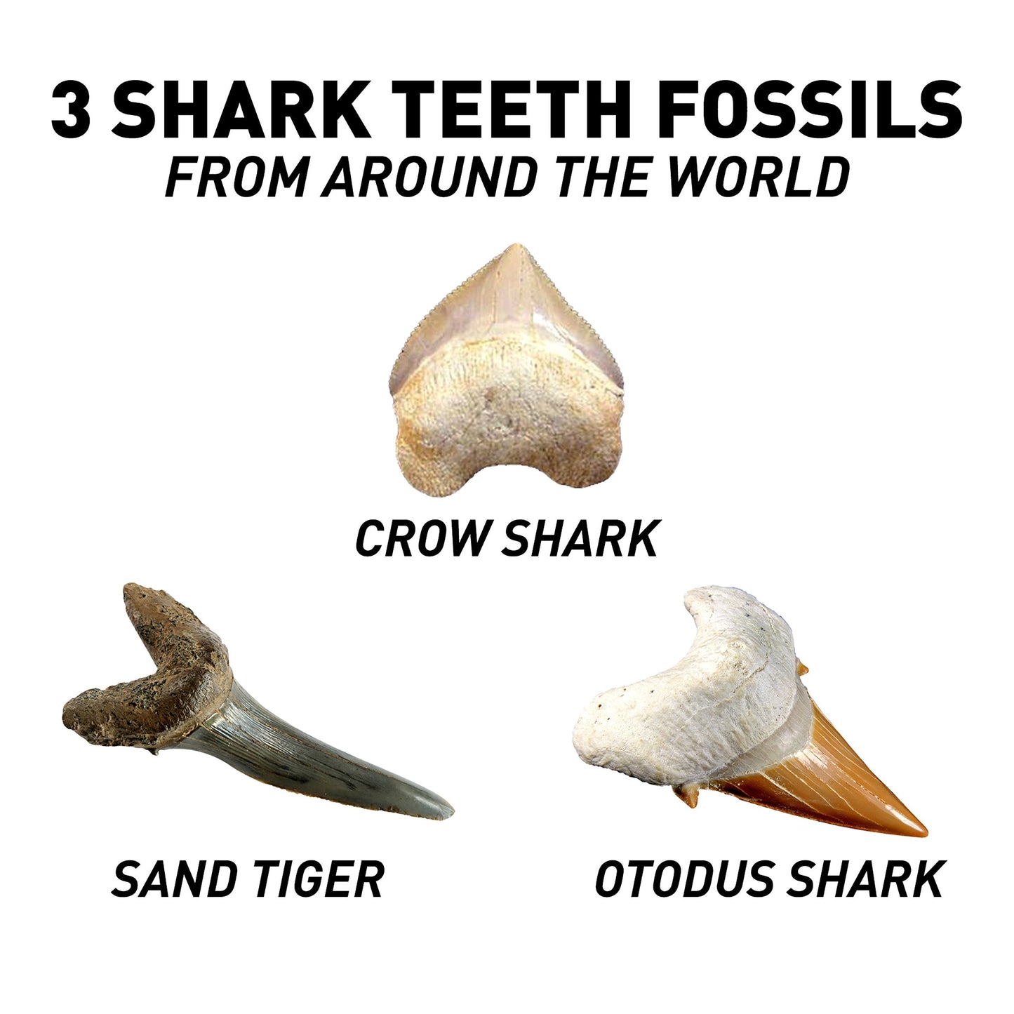 National Geographic Shark Teeth Dig Kit – Fossils, Archaeology & Marine Biology for Kids