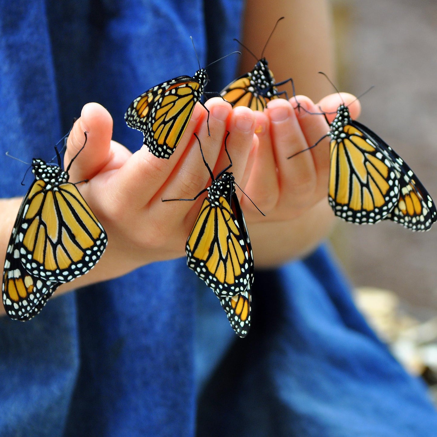 Nature Bound Butterfly Growing Kit — Live Caterpillar to Butterfly Project for Kids | Voucher, Pop-Up Habitat & STEM Guide