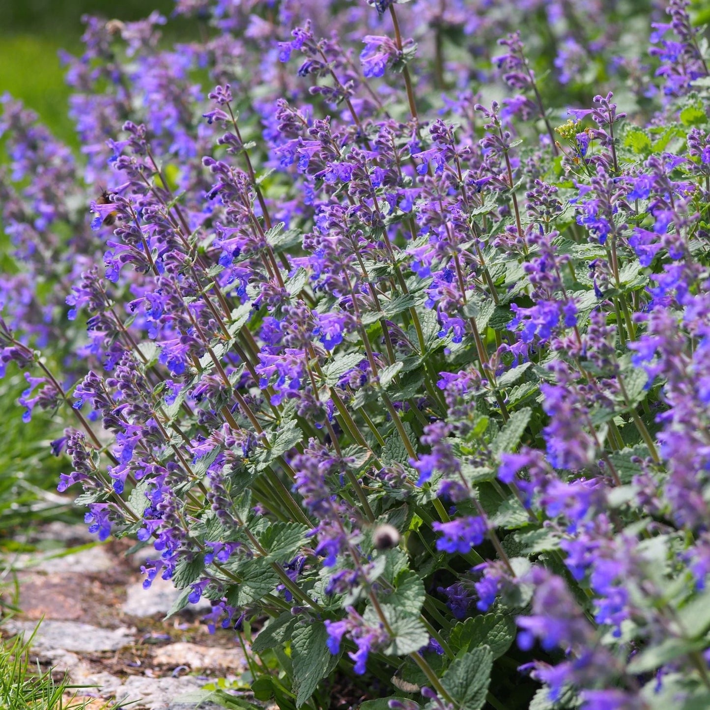 Nepeta 'Walker€™s Low' 9cm/2L