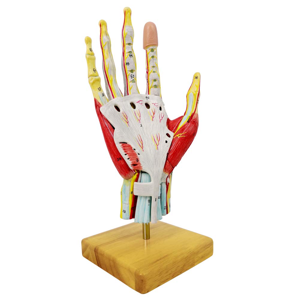 NEW HORIZON 2025 Hand Anatomy Model — Life-Size 7-Part with Muscles & Vessels