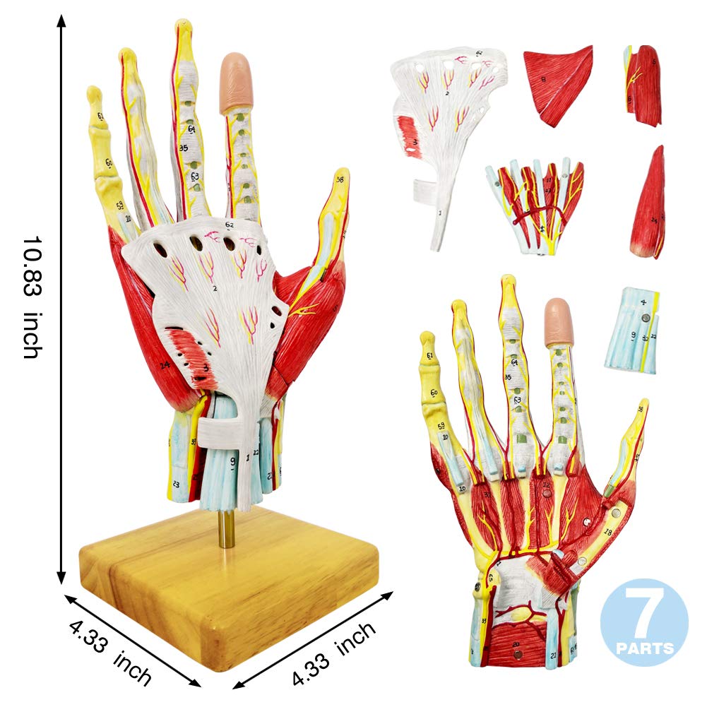 NEW HORIZON 2025 Hand Anatomy Model — Life-Size 7-Part with Muscles & Vessels