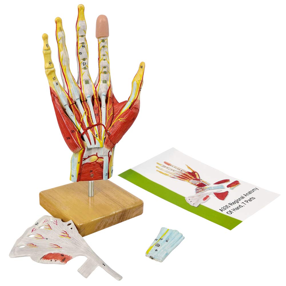 NEW HORIZON 2025 Hand Anatomy Model — Life-Size 7-Part with Muscles & Vessels
