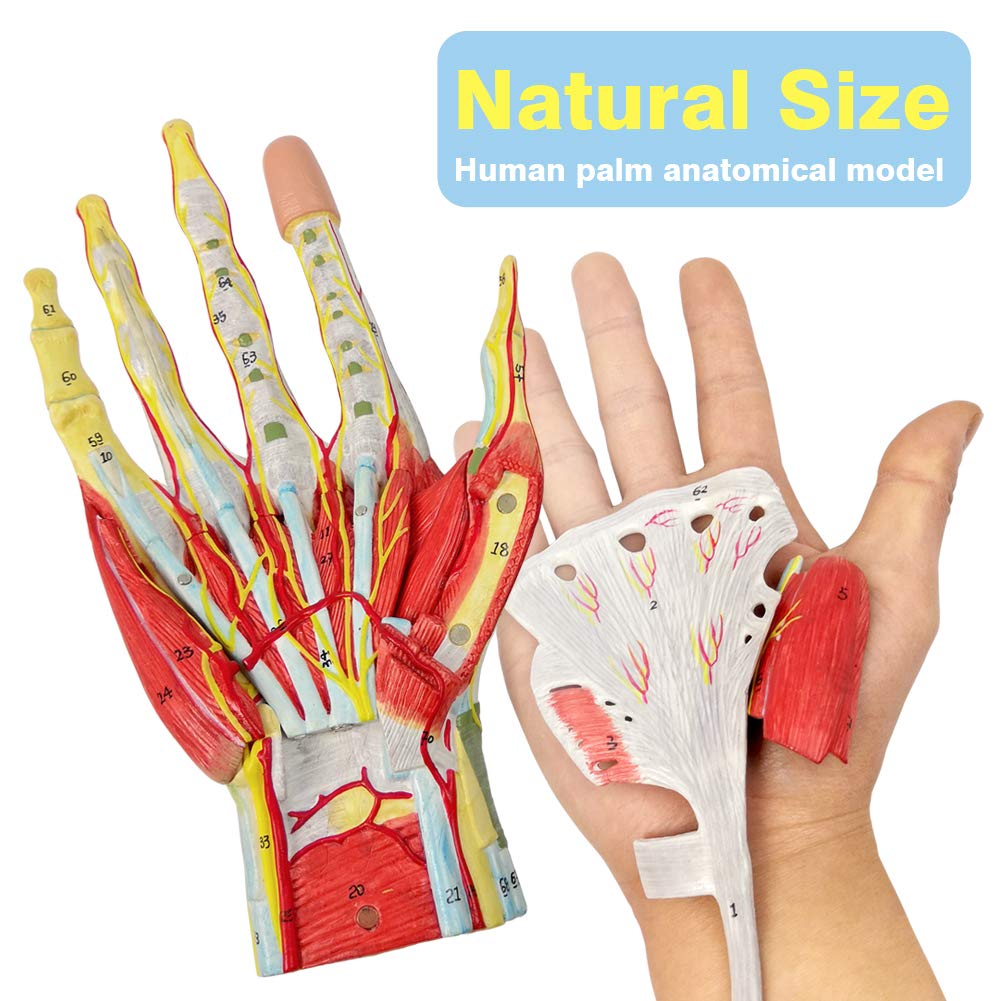 NEW HORIZON 2025 Hand Anatomy Model — Life-Size 7-Part with Muscles & Vessels