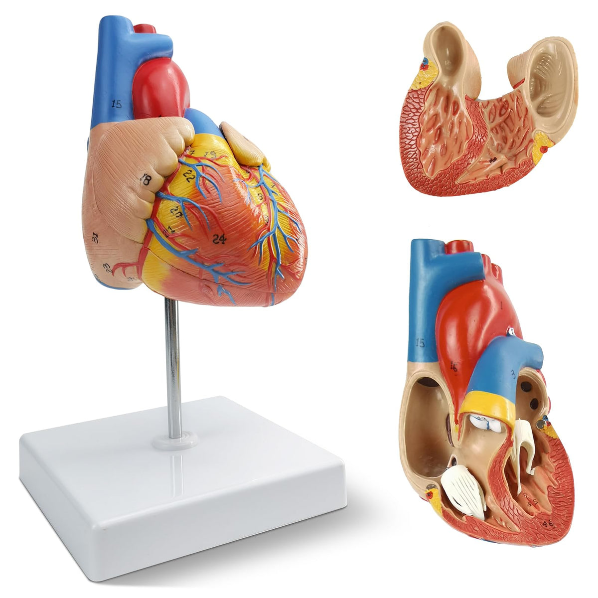 New Horizon 2-Part Life Size Heart Model — 48 Structures, Magnets & Display Base for Classroom & Cardiology Study