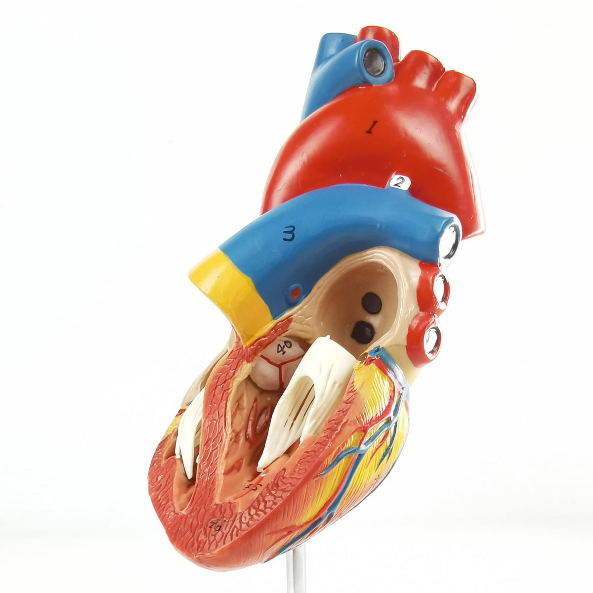 New Horizon 2-Part Life Size Heart Model — 48 Structures, Magnets & Display Base for Classroom & Cardiology Study