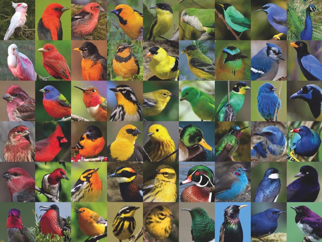 New York Puzzle Company - Cornell Lab Rainbow of Birds 1000-Piece Puzzle for Adults