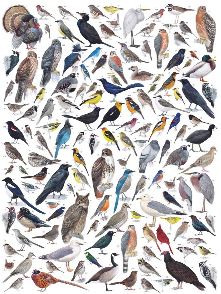 New York Puzzle Company - Cornell Lab Birds of Western North America - 1000 Piece Puzzle
