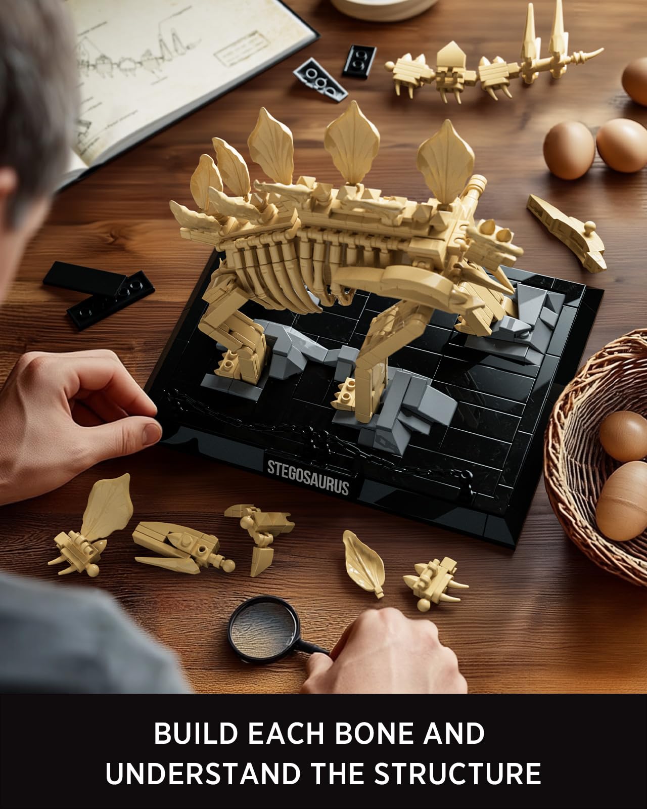 Nifeliz Stegosaurus Fossils Model Set – 665 PCS, Adult Skeleton Display NF10353
